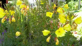 DSCN5139.webp