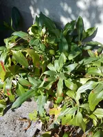 Gartenbilder Hartmann 13 007.webp