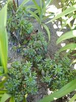 Gartenbilder Hartmann 13 009.webp
