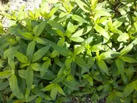 Gartenbilder Hartmann 13 013.webp