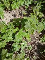 Gartenbilder Hartmann 13 015.webp