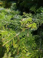 Gartenbilder Hartmann 13 019.webp