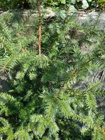 Gartenbilder Hartmann 13 021.webp