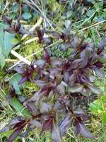 Gartenbilder Hartmann 13 023.webp