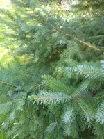 Gartenbilder Hartmann 13 025.webp