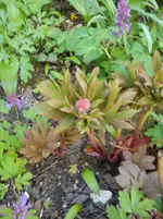 Gartenbilder Hartmann 13 027.webp