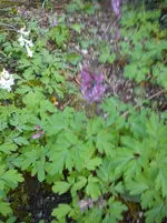 Gartenbilder Hartmann 13 029.webp