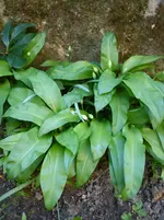 Gartenbilder Hartmann 13 031.webp