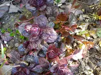 Gartenbilder Hartmann 13 033.webp