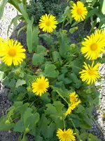 Ranunkel Strauch Ende 03-2014.webp