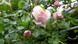 DSCN3036.webp