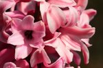 purple hyacinth_900.JPG