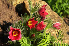 rote Küchenschelle_900.webp