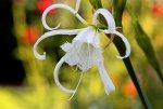 erste Blüten an der Nerine2_1024.JPG