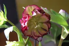 DSC08208.webp