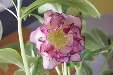 DSC08210.webp