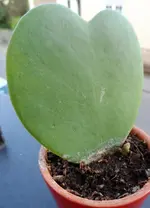 Hoya kerii (2).webp