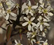 Felsenbirne 140329.webp