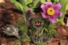 Pulsatilla 140329.webp