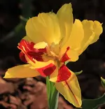 Tulpe gelb 140329.webp