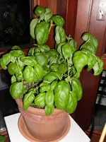SAM_2028.webp