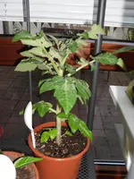 SAM_2025.webp