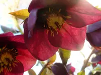 P1110674.webp