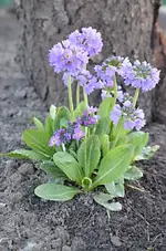DSC_8729_Primel.webp