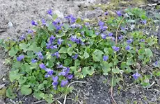 DSC_8730_Veilchen.webp