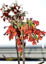 DSC_8760_Brutblatt_Blutenstand_nah.webp