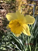 G_Blume_erste_Osterglocke_03_.2014_mr.ditschy.webp