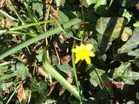 G_Blume_gelb_03_.2014_mr.ditschy.webp