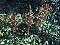 G_Blume_Pfingstrose_weiß_03_.2014_mr.ditschy.webp