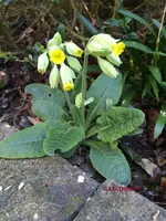 G_Blume_Schlüsselblume_03_.2014_mr.ditschy.webp