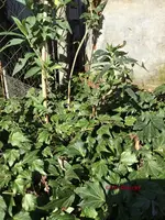 G_Srauch_Flieder_weiß_03_.2014_mr.ditschy.webp