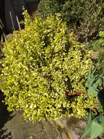 G_Srauch_Spindelbusch_gelb_03_.2014_mr.ditschy.webp