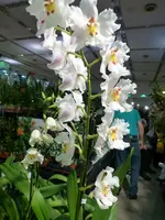 P1010333.webp