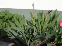 Schwertlilie (2).webp