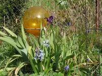 Schwertlilie (1).webp