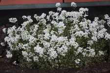 IMG_4806.webp