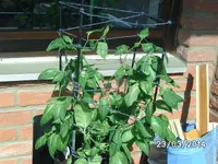 Rocoto.webp