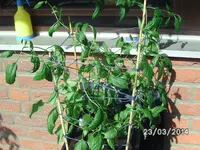 Rocoto (2).webp
