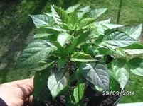 Dunkle Chili.webp