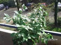 Bonchi.webp