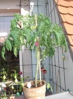 IMGP0150.webp