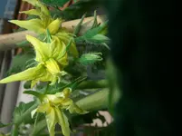 IMGP0152.webp