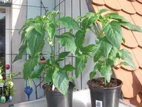 IMGP0153.webp