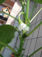 IMGP0155.webp