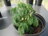 DSCF7667.webp