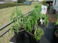 DSCF7670.webp